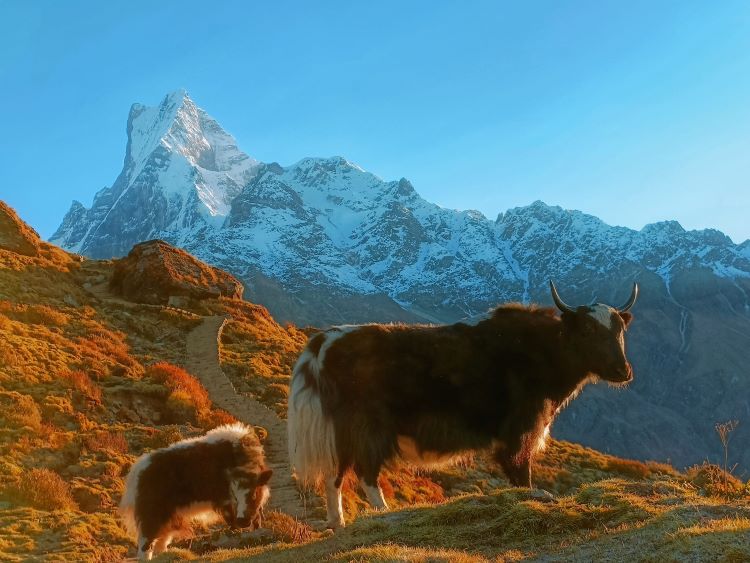4 days Mardi Himal trek Nepal