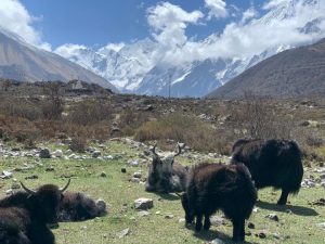 Best Time to trek langtang Valley