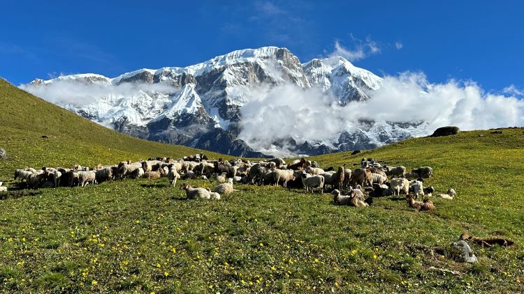 Kori Trek
